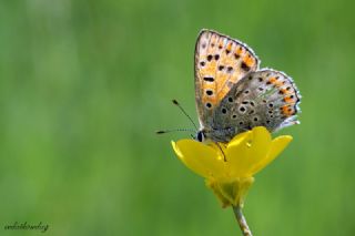 sli Bakr Gzeli (Lycaena tityrus)