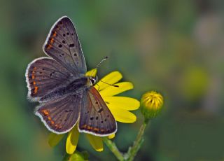 sli Bakr Gzeli (Lycaena tityrus)