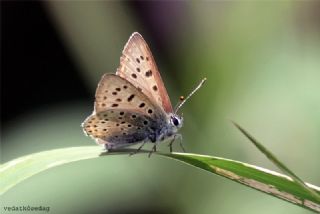 sli Bakr Gzeli (Lycaena tityrus)