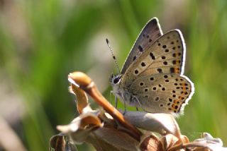 sli Bakr Gzeli (Lycaena tityrus)