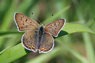 sli Bakr Gzeli (Lycaena tityrus)