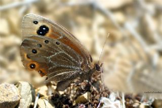 Uygur Gzelesmeri (Proterebia afra)