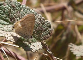 Lampides (Lampides boeticus)