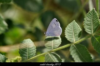 Kutsal Mavi (Celastrina argiolus)