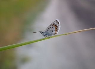 Gm Lekeli Esmergz (Plebejus argus)