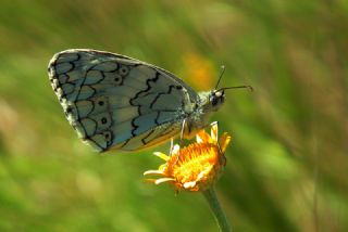 Anadolu Melikesi (Melanargia larissa)