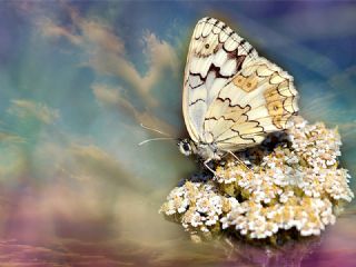 Anadolu Melikesi (Melanargia larissa)