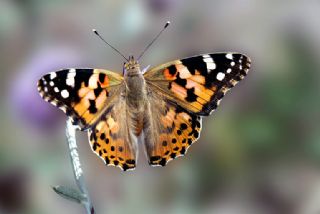 Diken Kelebei (Vanessa cardui)