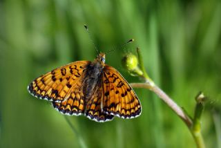 Cezayirli parhan (Melitaea ornata)