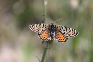 Benekli parhan (Melitaea didyma)