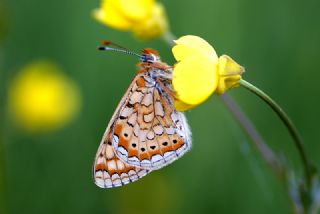 Gzel Nazuum (Euphydryas orientalis)