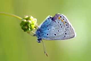 okgzl Amanda (Polyommatus amandus)