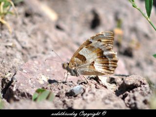 Cad (Chazara briseis)