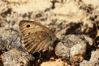 Da Yalanccads (Pseudochazara beroe)