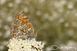 Funda parhan (Melitaea irka)