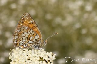 Funda parhan (Melitaea irka)