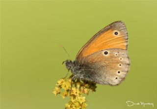 Kafkasya Zpzp Perisi (Coenonympha symphita)