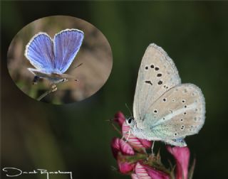 Yalanc Lacivert Anadolu okgzls (Polyommatus pseudactis)