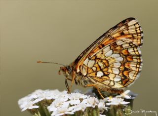 Gzel Amannisa (Mellicta  aurelia)