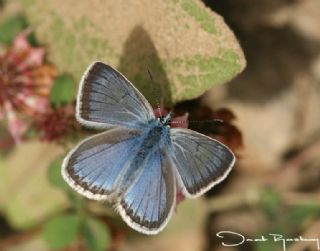 okgzl Yalanc Eros (Polyommatus eroides)