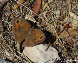 YURTDISI, Kbrs ayr Esmeri (Maniola cypricola)