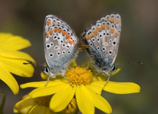 okgzl Esmer (Aricia agestis)