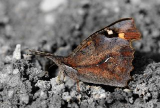 �itlembik Kelebe�i&nbsp;(Libythea&nbsp;celtis)