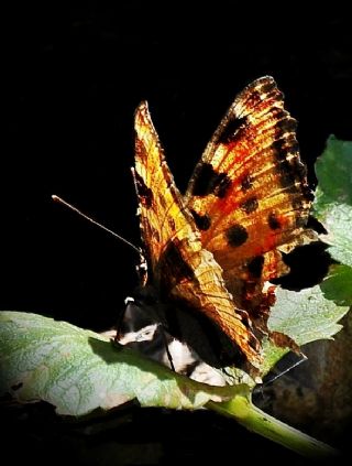 �itlembik Kelebe�i&nbsp;(Libythea&nbsp;celtis)