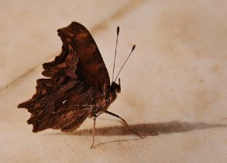 Anadolu Y�rt�kp�rt���&nbsp;(Inachis&nbsp;egea)