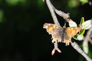 itlembik Kelebei (Libythea celtis)