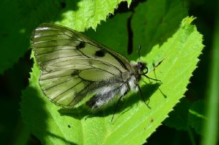 Dumanl Apollo (Parnassius mnemosyne)