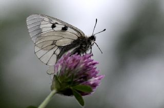 Dumanl Apollo (Parnassius mnemosyne)