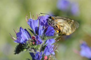 Dumanl Apollo (Parnassius mnemosyne)
