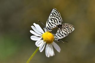 Balkan Kaplan (Tarucus balkanicus)