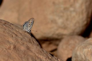 Balkan Kaplan (Tarucus balkanicus)