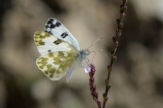 Yeni Beneklimelek (Pontia edusa)