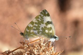 Yeni Beneklimelek (Pontia edusa)