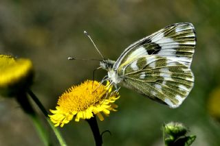 Yeni Beneklimelek (Pontia edusa)