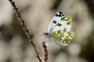 Yeni Beneklimelek (Pontia edusa)