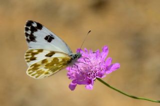 Yeni Beneklimelek (Pontia edusa)