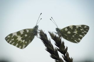 Yeni Beneklimelek (Pontia edusa)
