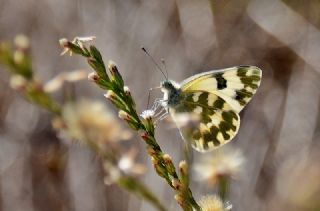 Yeni Beneklimelek (Pontia edusa)