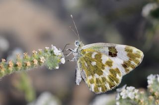 Yeni Beneklimelek (Pontia edusa)