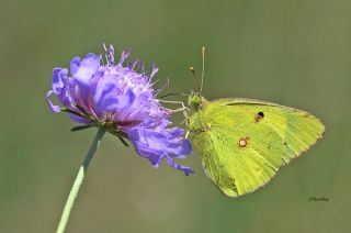 Sar Azamet (Colias croceus)