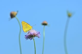 Sar Azamet (Colias croceus)