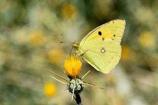 Sar Azamet (Colias croceus)