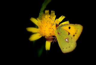 Sar Azamet (Colias croceus)