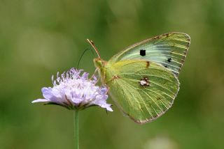 Sar Azamet (Colias croceus)