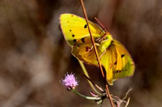 Sar Azamet (Colias croceus)