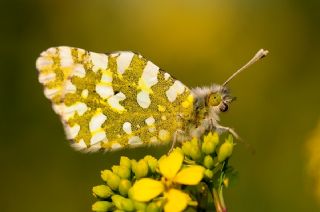 Da� Oykl�s��&nbsp;(Euchloe&nbsp;ausonia)